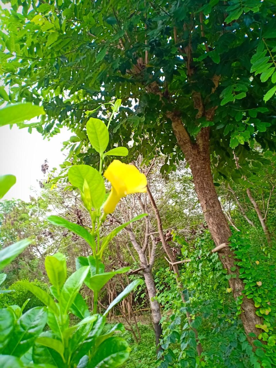 Jungle House Tourist Inn Dambulla Exterior photo